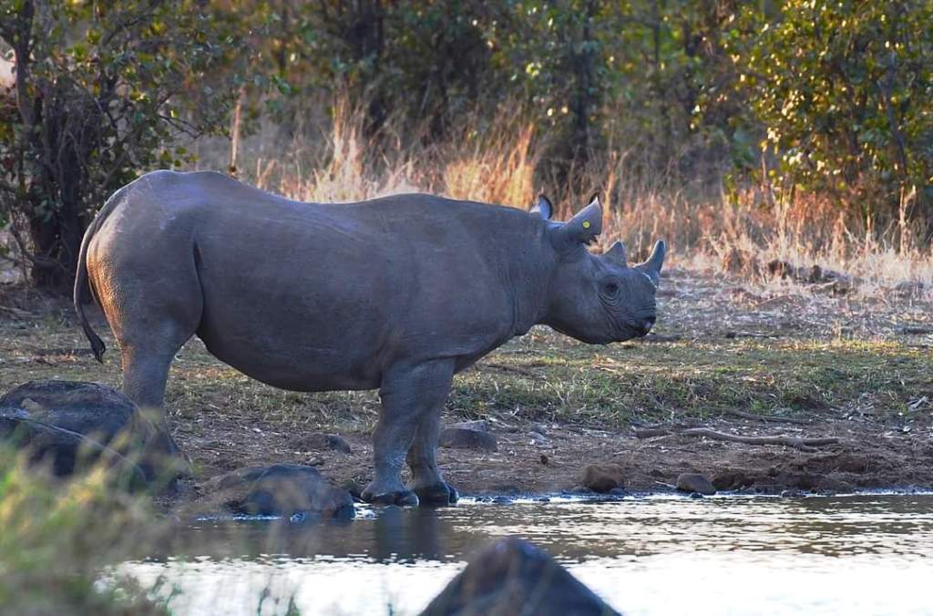 GONAREZHOU NATIONAL PARK&nbsp;ZIMBABWE
