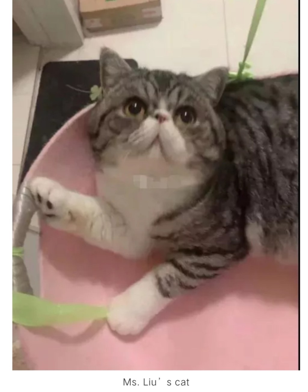 3 Cats Test Positive for COVID in Harbin, Euthanasia&nbsp;Given